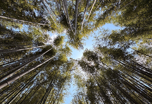 Forest Bathing