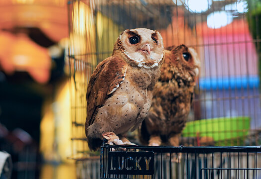 Owl café