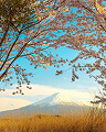 cherry-blossom-thumb