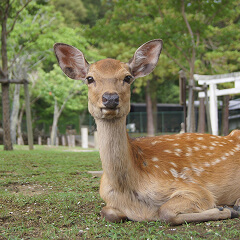 Nara